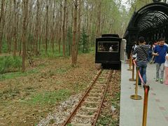 -合肥滨湖国家森林公园