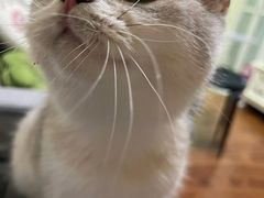 -猫大福·Fortune Cat猫舍(百子湾店)