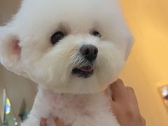 -BABIT巴比特宠物(MOMOPARK店)