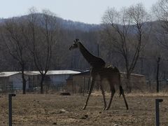 -哈尔滨北方森林动物园