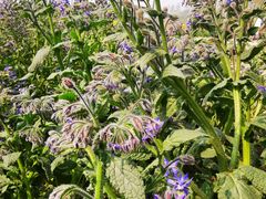 -中国天府农业博览园