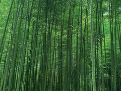 -黄海国家森林公园