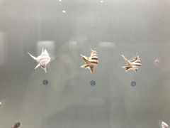 -青岛贝壳博物馆