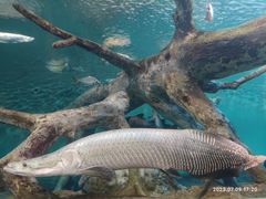 -上海海洋水族馆