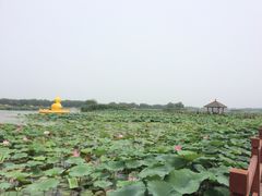 -白洋淀景区