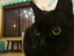 -萌喵咖啡屋(人民东路4号口M16商铺店)