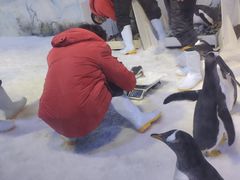 -芜湖新华联大白鲸海洋公园