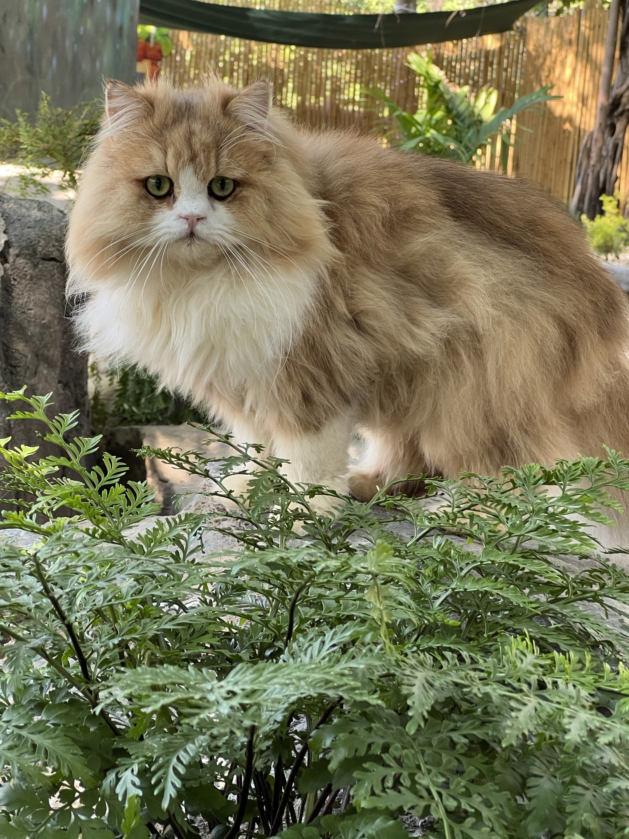 这么多漂亮又帅气的品种猫!太可爱了!