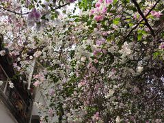 -深圳国际园林花卉博览园