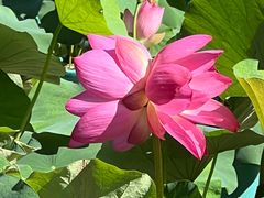 -莲花池公园