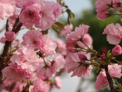 -天适樱花悠乐园