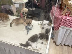 -金茂览秀城