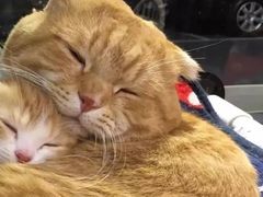 -屋虎猫馆(宝安大仟里店)