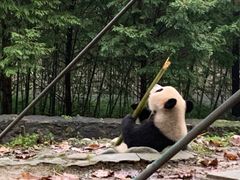 -都江堰中华大熊猫苑