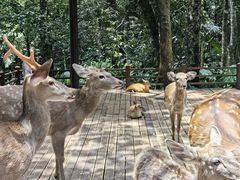 -普洱太阳河森林公园