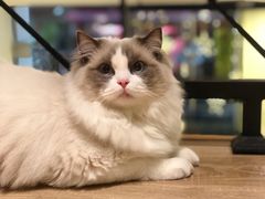 -小尾巴宠物店(万科·金域华庭店)