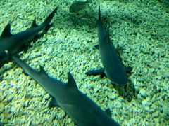 -福州罗源湾海洋世界旅游区