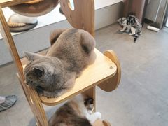 -飞行喵MR PILOT|猫舍·猫咖(静安大融城店)