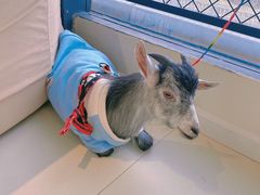 -怪兽屋·羊驼·猫咖·狗咖(俊华广场店)