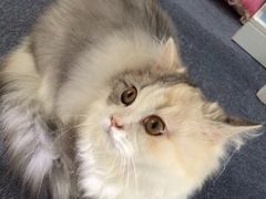 iphone_upload_pic-喵的天空名猫咖啡馆·撸猫·猫舍·用品