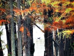 -白鹭湾湿地公园