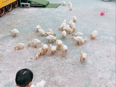 -前小桔亲子创意农场·草莓采摘·露营烧烤