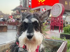 -鼓楼夜市