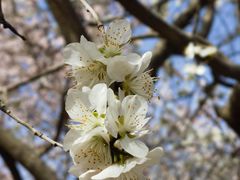 -桃花堤公园