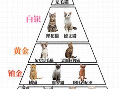 -翊宠yipet猫狗购宠庄园犬舍•猫舍