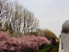 -洛阳市隋唐城遗址植物园