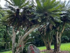 -中国科学院西双版纳热带植物园