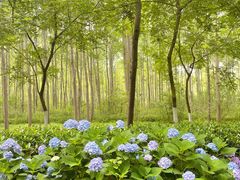 -合肥滨湖国家森林公园