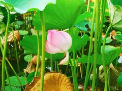 -莲花池公园