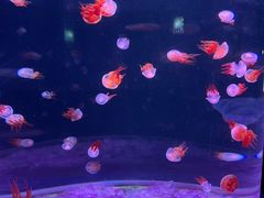 -欢乐海岸海洋奇梦馆
