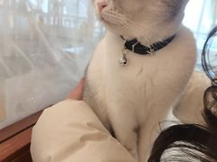 -共舞时光猫咖·狗咖(新街口店)