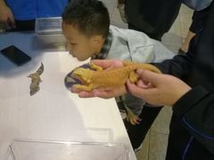 -上海大自然野生昆虫馆(东方明珠·爬宠昆虫探索中心)