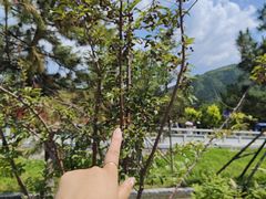 -五台山风景区