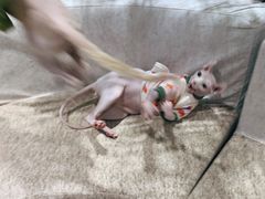 -藏猫猫咖啡主题馆(中央大道店)