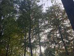 -合肥滨湖国家森林公园