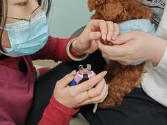 -宠福鑫康馨动物医院·骨科·眼科