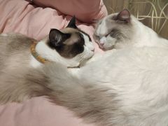 -绒爪撸猫下午茶·猫咖