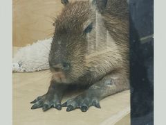 -J Create城市露营咖啡·简餐·宠物(上海动物园店)