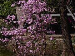 -上海滨江森林公园