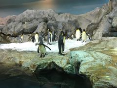 -新加坡飞禽公园