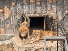 -大连森林动物园