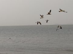 -宾朋海鲜美食餐厅·特色美食(兴海路店)