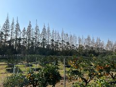 -前小桔亲子创意农场·草莓采摘·露营烧烤