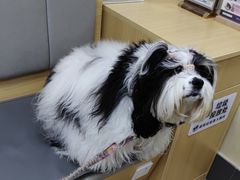 -美联众合动物医院·24h转诊中心