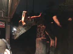 -清迈夜间动物园