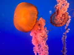 -太平洋海底世界